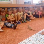 phoca_thumb_m_agamy krlk zajci 5 Fotogalerie